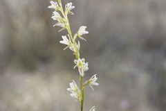 Prasophyllum plumiforme