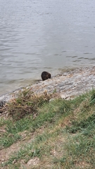 Myocastor coypus