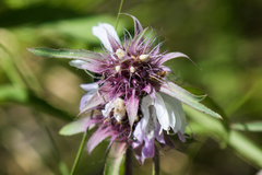 Monarda citriodora austromontana