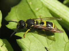 Ancistrocerus longispinosus