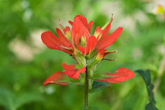 Castilleja nelsonii