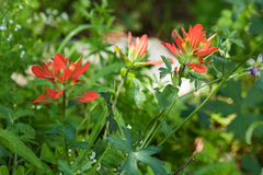Castilleja nelsonii