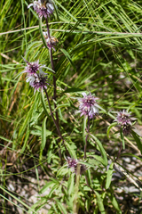 Monarda citriodora austromontana