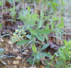 Baptisia bracteata leucophaea