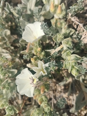 Convolvulus secundus