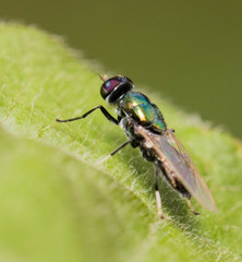 Prosopochrysa vitripennis