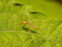 Pneustocerus gravelyi