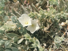 Convolvulus secundus