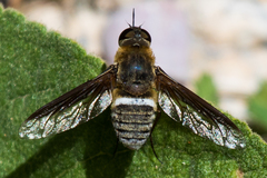 Exoprosopa rostrifera