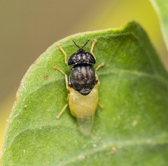 Oplodontha rubrithorax