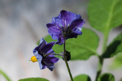 Solanum stoloniferum