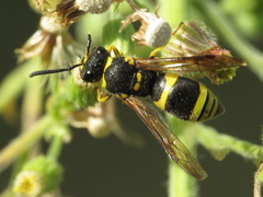 Ancistrocerus longispinosus