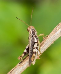 Pirithoicus ophthalmicus