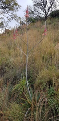 Aloe pretoriensis