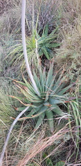 Aloe pretoriensis