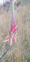 Aloe pretoriensis