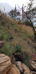 Aloe pretoriensis