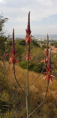 Aloe pretoriensis