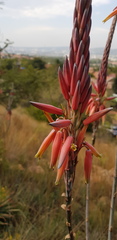 Aloe pretoriensis