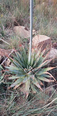 Aloe pretoriensis