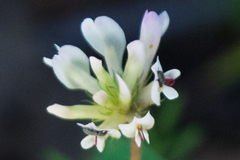 Trifolium pinetorum