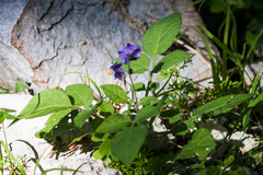 Solanum stoloniferum