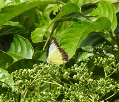 Appias lyncida vasava