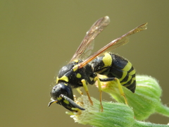 Ancistrocerus longispinosus