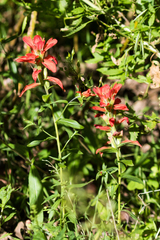Castilleja nelsonii