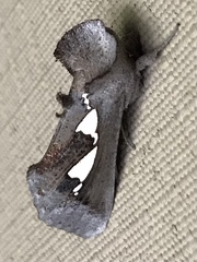 Antiophlebia bracteata