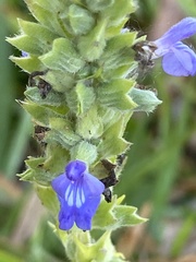 Salvia hispanica image