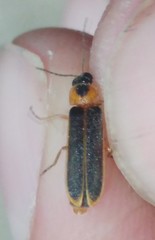 Lampyroidea syriaca