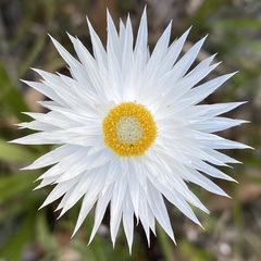 Helichrysum leucopsideum