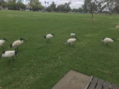 Threskiornis molucca