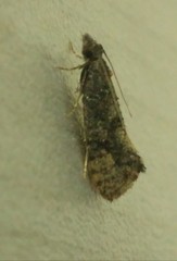 Endothenia oblongana