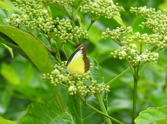 Appias lyncida vasava