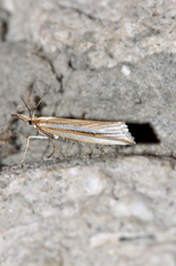 Hednota opulentellus