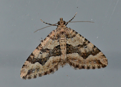 Epyaxa agelasta