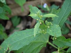 Baliospermum solanifolium