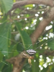 Gasteracantha doriae