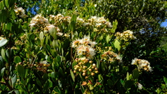 Syzygium legatii