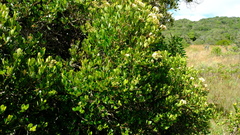 Syzygium legatii