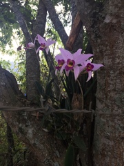 Laelia anceps