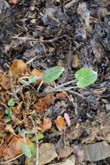 Packera serpenticola