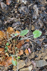 Packera serpenticola