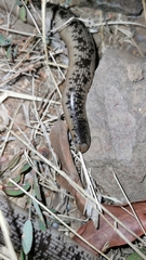Afrotyphlops schlegelii
