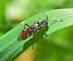 Tenthredopsis annuligera