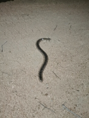 Afrotyphlops schlegelii