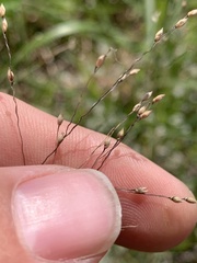Panicum bergii
