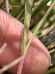 Panicum bergii